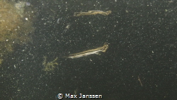 Baby Shortnose Gar taken in shallow water in a small bay ... by Max Janssen 